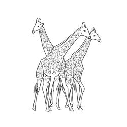South African Giraffes, Fighting Free Coloring Page for Kids