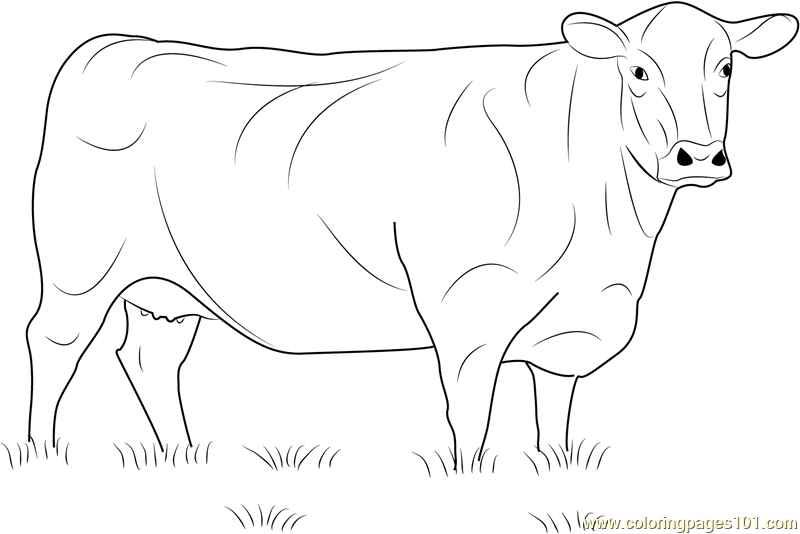 Angus Cow Coloring Page for Kids - Free Cow Printable Coloring Pages