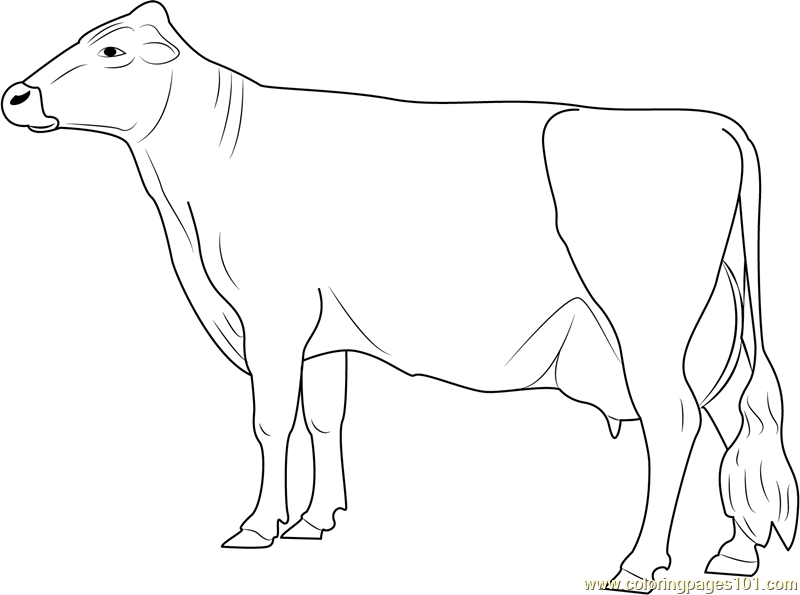 Vechur Cow Coloring Page for Kids - Free Cow Printable Coloring Pages