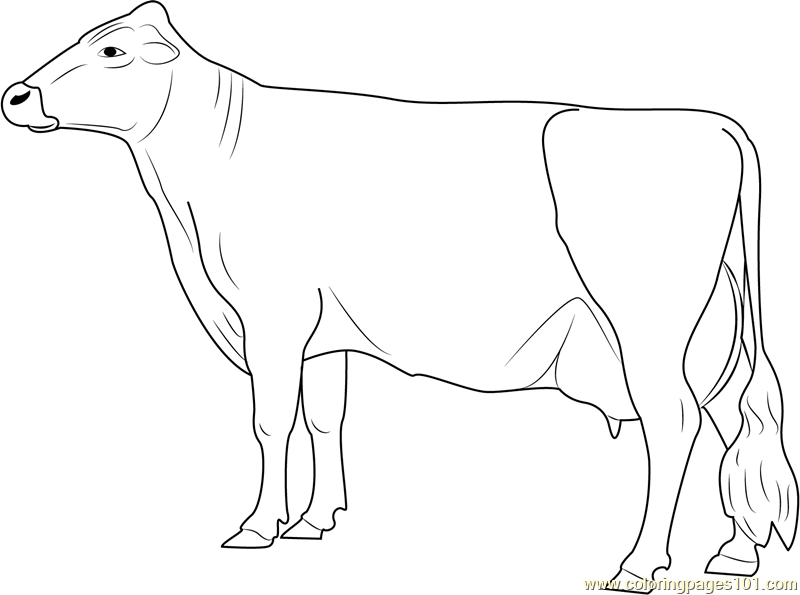 Vechur Cow Coloring Page for Kids - Free Cow Printable Coloring Pages ...