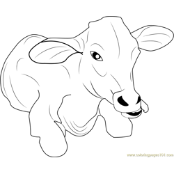 Baby Cow Free Coloring Page for Kids