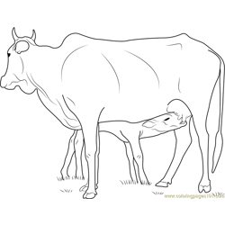 Cow Feeding Calf Free Coloring Page for Kids