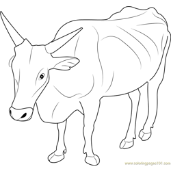 Cow Free Coloring Page for Kids