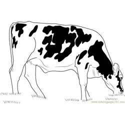 Cows Eating Grass Coloring Page for Kids - Free Cow Printable Coloring ...