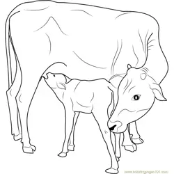 Indian Cow with Calf Free Coloring Page for Kids