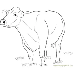 Jersey Dairy Cattle Free Coloring Page for Kids