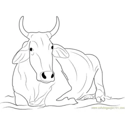 Khilari Cow