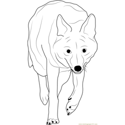 Coyote Coming towards You Free Coloring Page for Kids