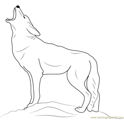 Coyote Howling Free Coloring Page for Kids