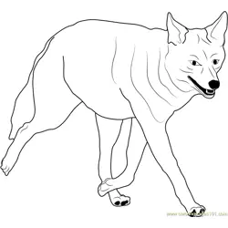 Coyote Walking Free Coloring Page for Kids