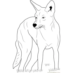 Eastern Coyote Free Coloring Page for Kids