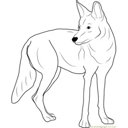 Western Coyote Free Coloring Page for Kids