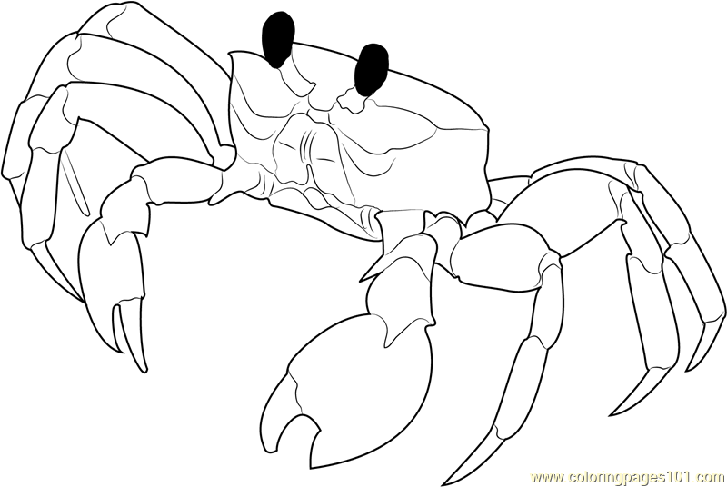 Florida Ghost Crab Coloring Page for Kids - Free Crab Printable