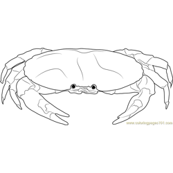 Blue Crab Free Coloring Page for Kids