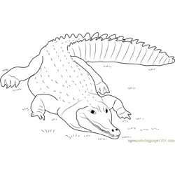 Crocodile lying on the Grass Free Coloring Page for Kids