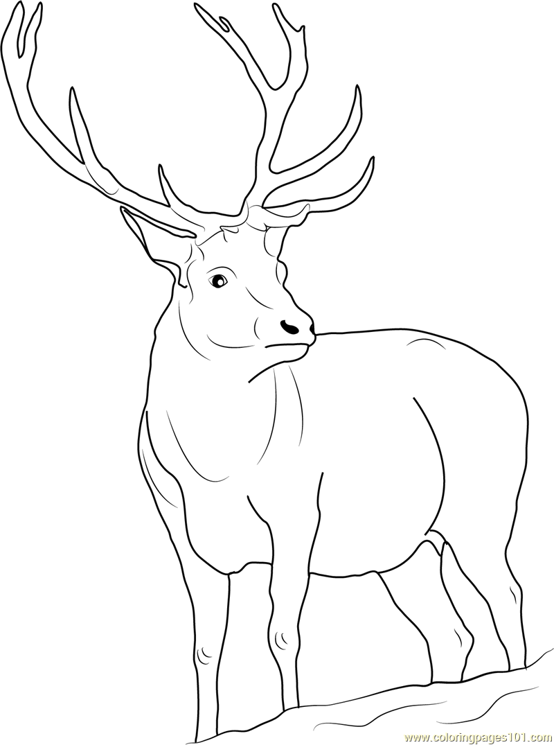 Reindeer Coloring Page for Kids - Free Deer Printable Coloring Pages