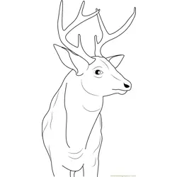 Buck Deer Free Coloring Page for Kids