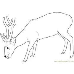 Deer Eating Free Coloring Page for Kids