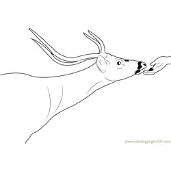 Deer Feeding Free Coloring Page for Kids