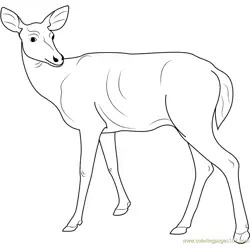 Deer Looking Back Free Coloring Page for Kids