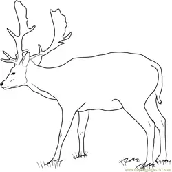 Fallow Buck Deer Free Coloring Page for Kids