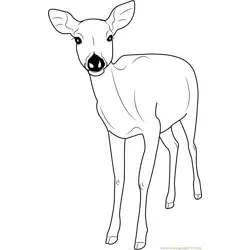Formosan Sika Deer Free Coloring Page for Kids