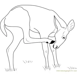 Key Deer Free Coloring Page for Kids