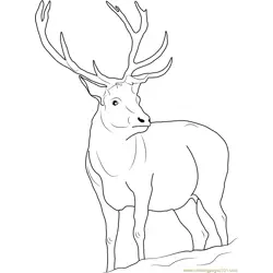 Reindeer Free Coloring Page for Kids