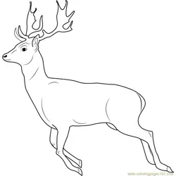 Running Deer Free Coloring Page for Kids