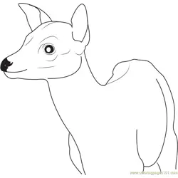 Young Deer Free Coloring Page for Kids