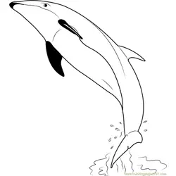 Dolphin Belly Free Coloring Page for Kids
