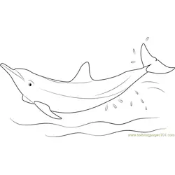 Eastern Spinner Dolphin Free Coloring Page for Kids