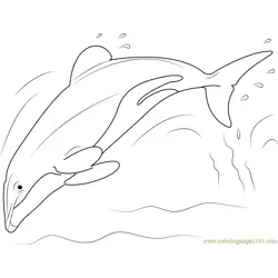 Hector Dolphin Free Coloring Page for Kids