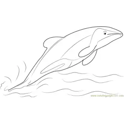 Jumping Hector Dolphin Free Coloring Page for Kids