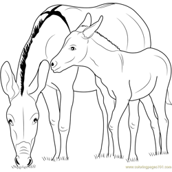 Baby Zedonk with Donkey Mother Free Coloring Page for Kids