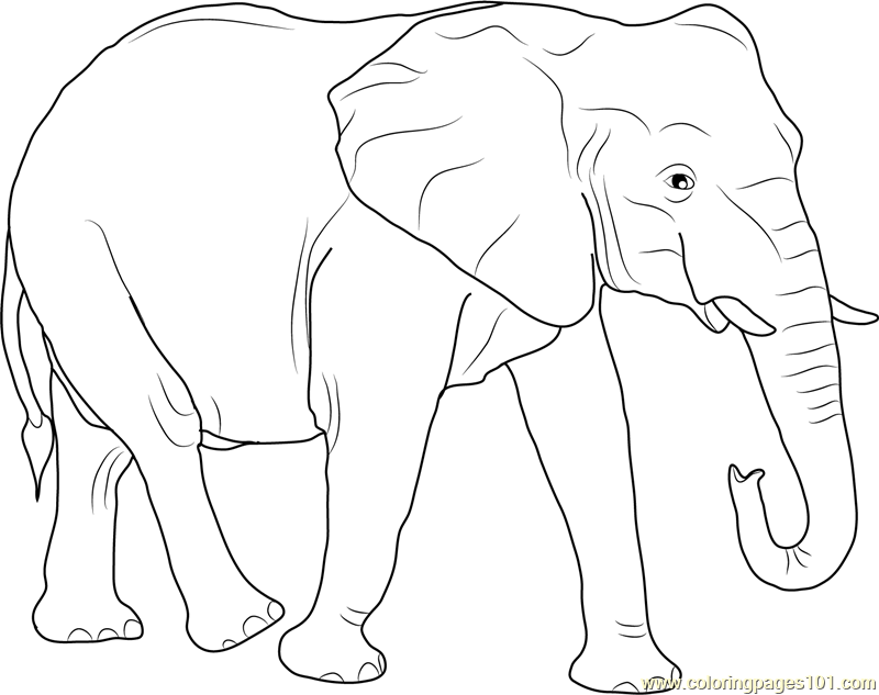 elephant colouring pages