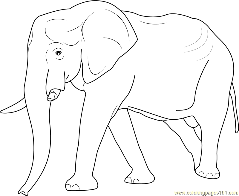 Big Elephant Walking Coloring Page for Kids - Free Elephant Printable
