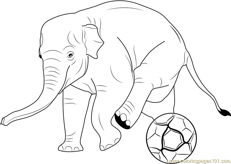 Elephant Play Soccer