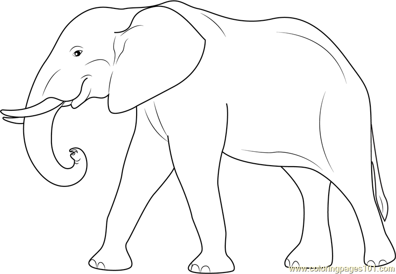 elephant colouring pages