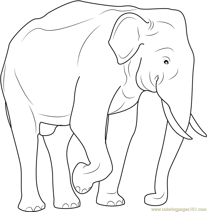 Indian Elephant Coloring Page for Kids - Free Elephant Printable