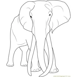 Adult Elephant Free Coloring Page for Kids