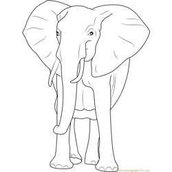 African Bush Elephant