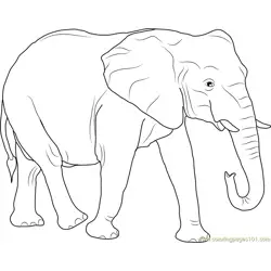 African Elephant Free Coloring Page for Kids