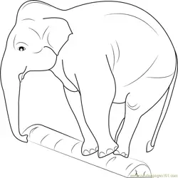 Elephant Balancing on a Log Free Coloring Page for Kids