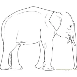 Elephas maximus Free Coloring Page for Kids