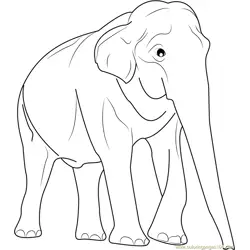 Male Asian Elephants Free Coloring Page for Kids