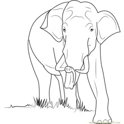 Wild Elephant Free Coloring Page for Kids