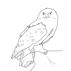 Hedwig Harry Potter Free Coloring Page for Kids