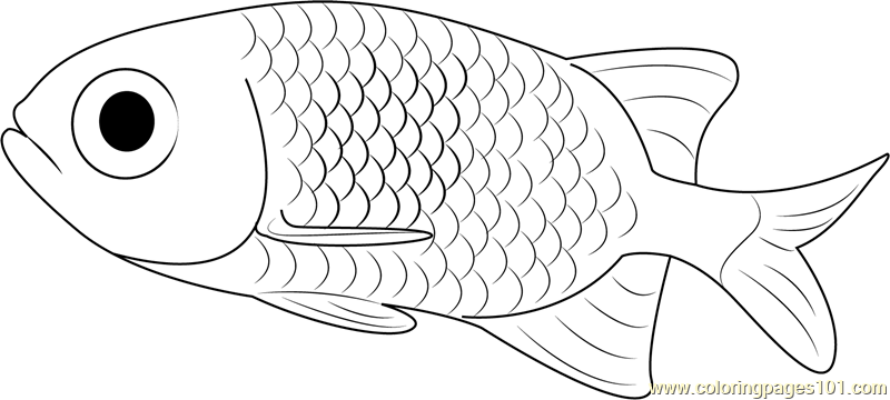 Small Fish Coloring Page for Kids - Free Other Fish Printable Coloring