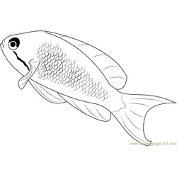 Lyretail Anthias Fish Free Coloring Page for Kids